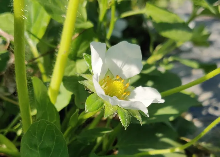 Il Glicine Nascosto Nocleg ze śniadaniem