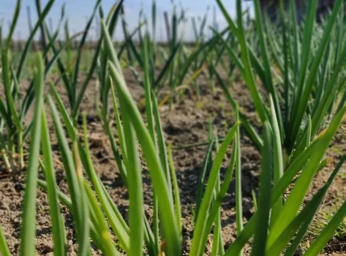 Il Glicine Nascosto Nocleg ze śniadaniem Cotignola