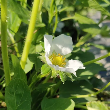 Il Glicine Nascosto Couette-café