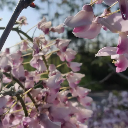 Il Glicine Nascosto 3* Cotignola