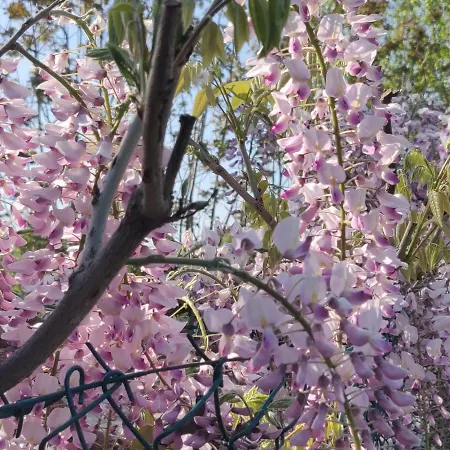 Il Glicine Nascosto Couette-café Cotignola