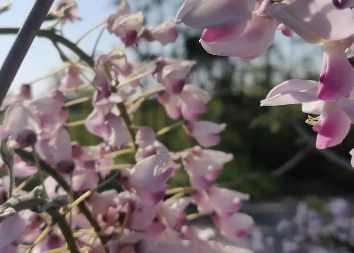 Il Glicine Nascosto 3* Cotignola