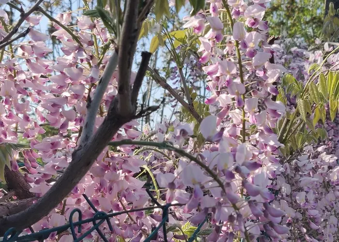 Il Glicine Nascosto Oda ve Kahvaltı Cotignola